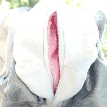 Hisuian Zorua Mod (RTS)